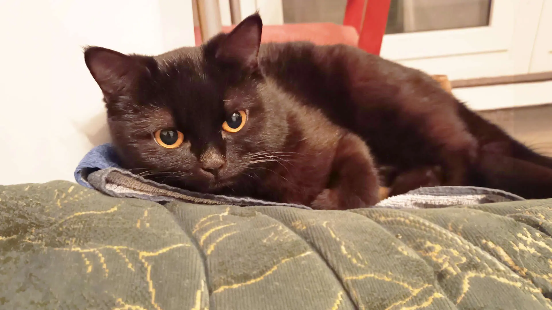 Vayu – EKH, männlich, 19 Monate, 13057 Berlin – zur Adoption