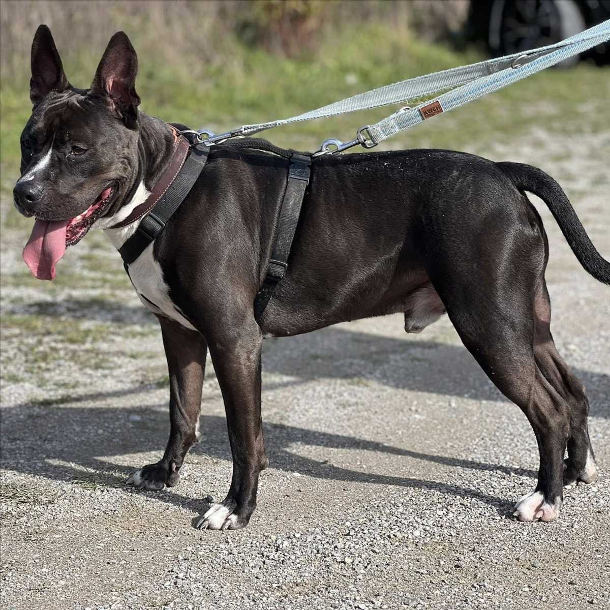 RIO – American Staffordshire Terrier, Mix, männlich, 4 Jahre, 81829 München – zur Adoption