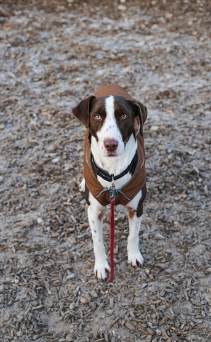 Bobbi – Jagdhund-Mix, männlich, 3 Jahre, 8 Monate, 70195 Stuttgart-Botnang – zur Adoption