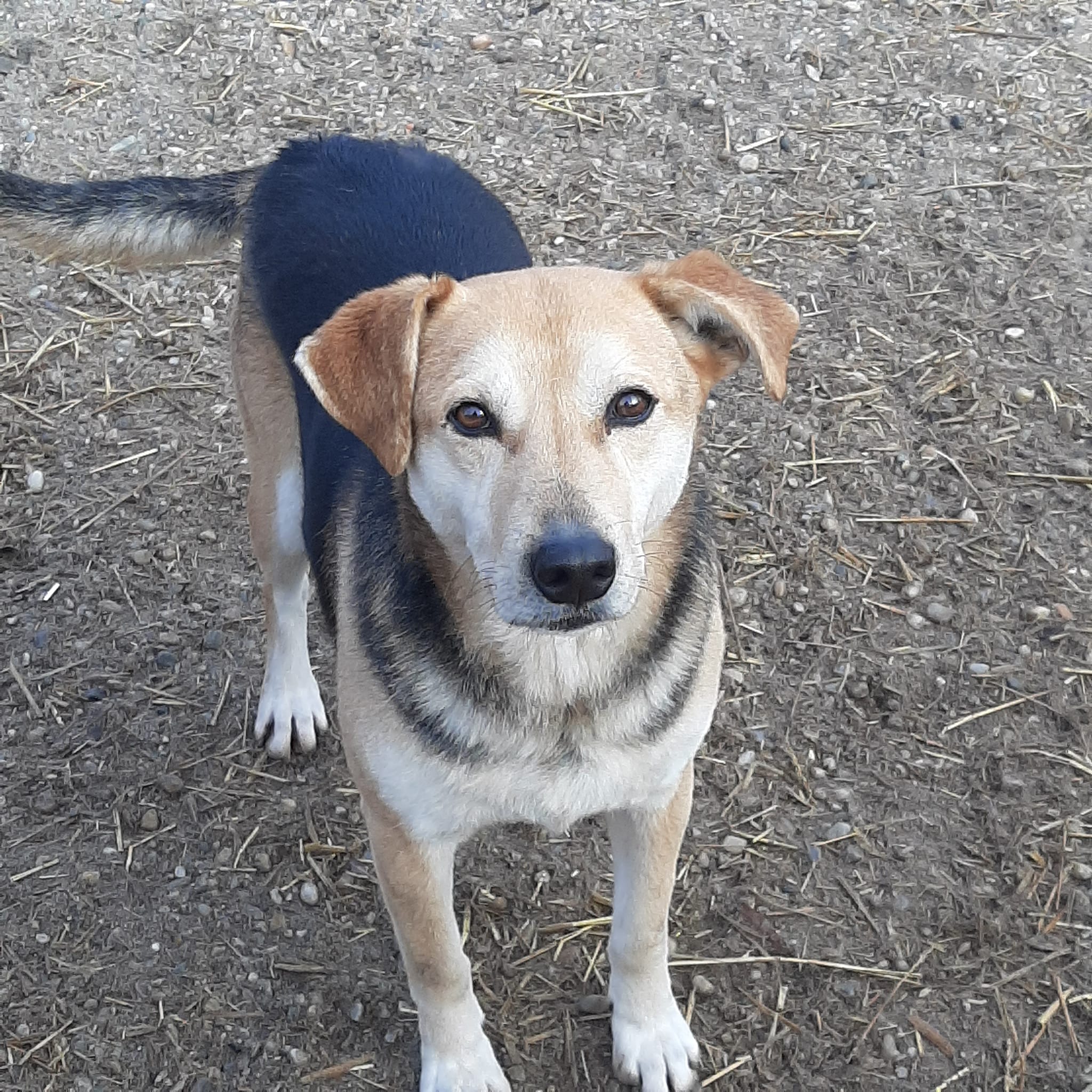 Finley – Hund, männlich, 50823 Köln – zur Adoption