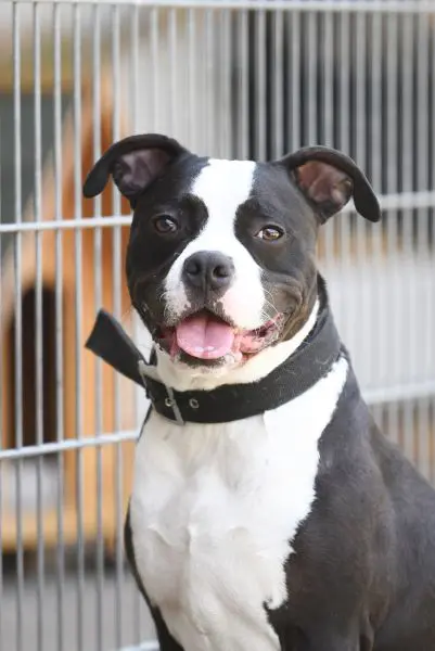 Mads – Staffordshire-Bulldog-Mix, männlich, 5 Jahre, 13057 Berlin – zur Adoption