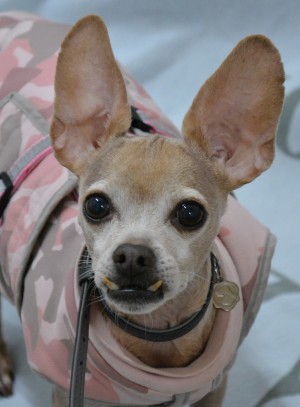 Hutch – Prager Rattler-Chihuahua-Mix, männlich, 7 Jahre, 10 Monate, 70195 Stuttgart-Botnang – zur Adoption