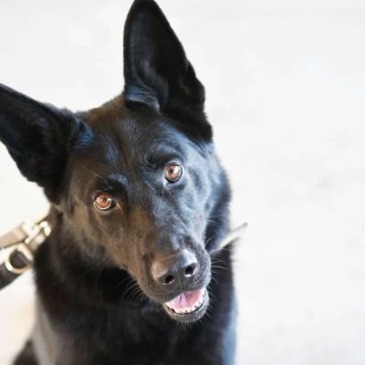 Simba – Deutscher Schäferhund, männlich, 1 Jahr, 2 Monate, 13057 Berlin – zur Adoption