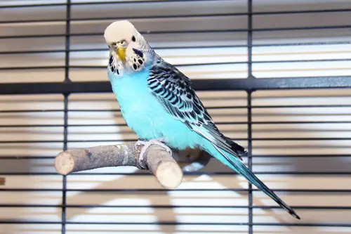 Sven