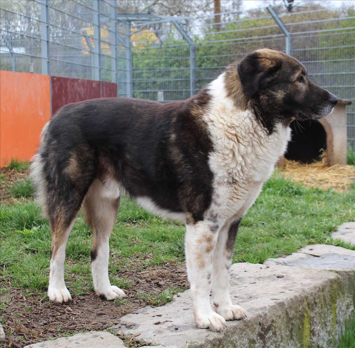 SAMMY – Karakatschan, Mix, männlich, 3 Jahre, 7 Monate, 81829 München – zur Adoption