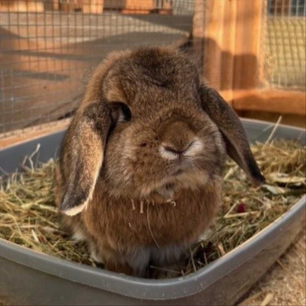 Happy – Widder, männlich, 7 Monate, 81829 München – zur Adoption