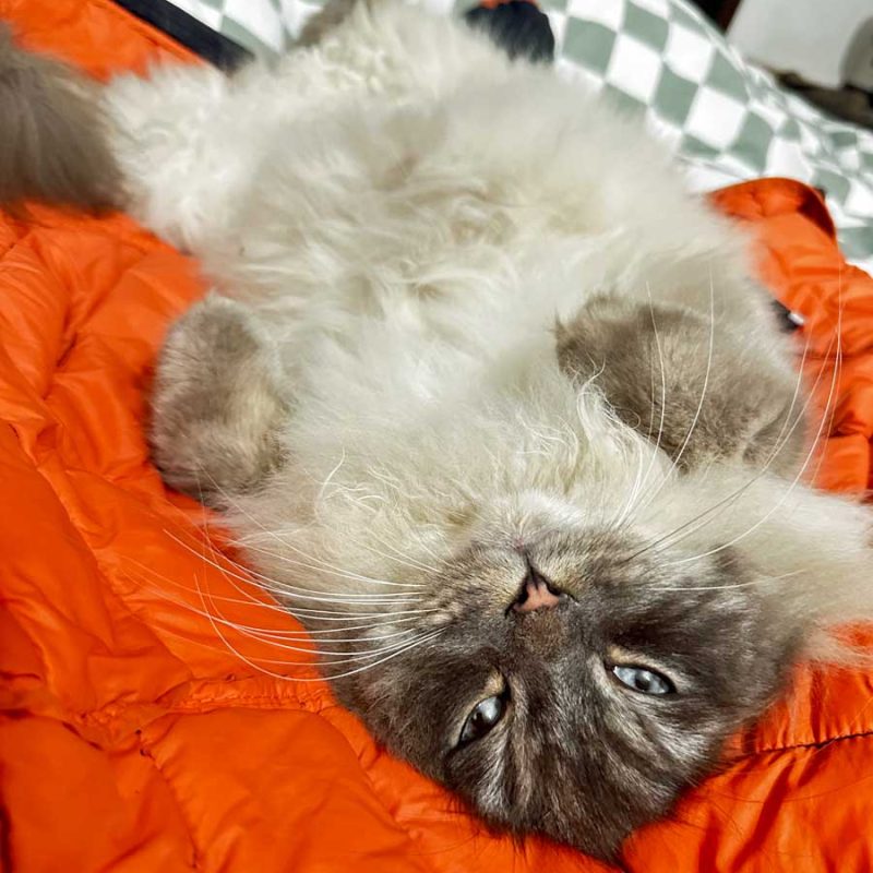 Pumba