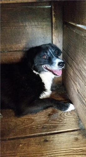 Linus – Hund, männlich, 50823 Köln – zur Adoption