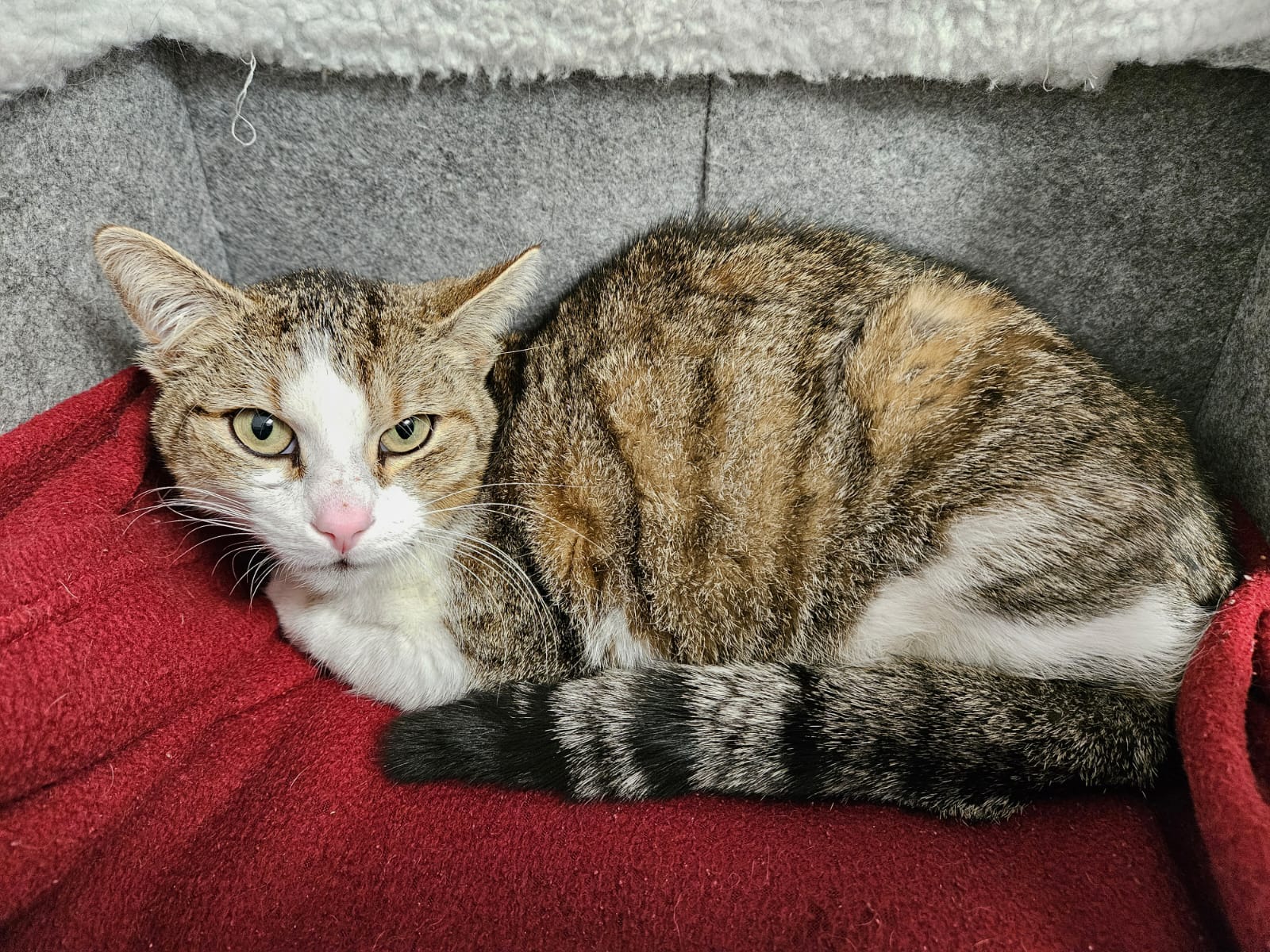 Benni – EKH, männlich, 1 Jahr, 12 Monate, 97816 Lohr – zur Adoption