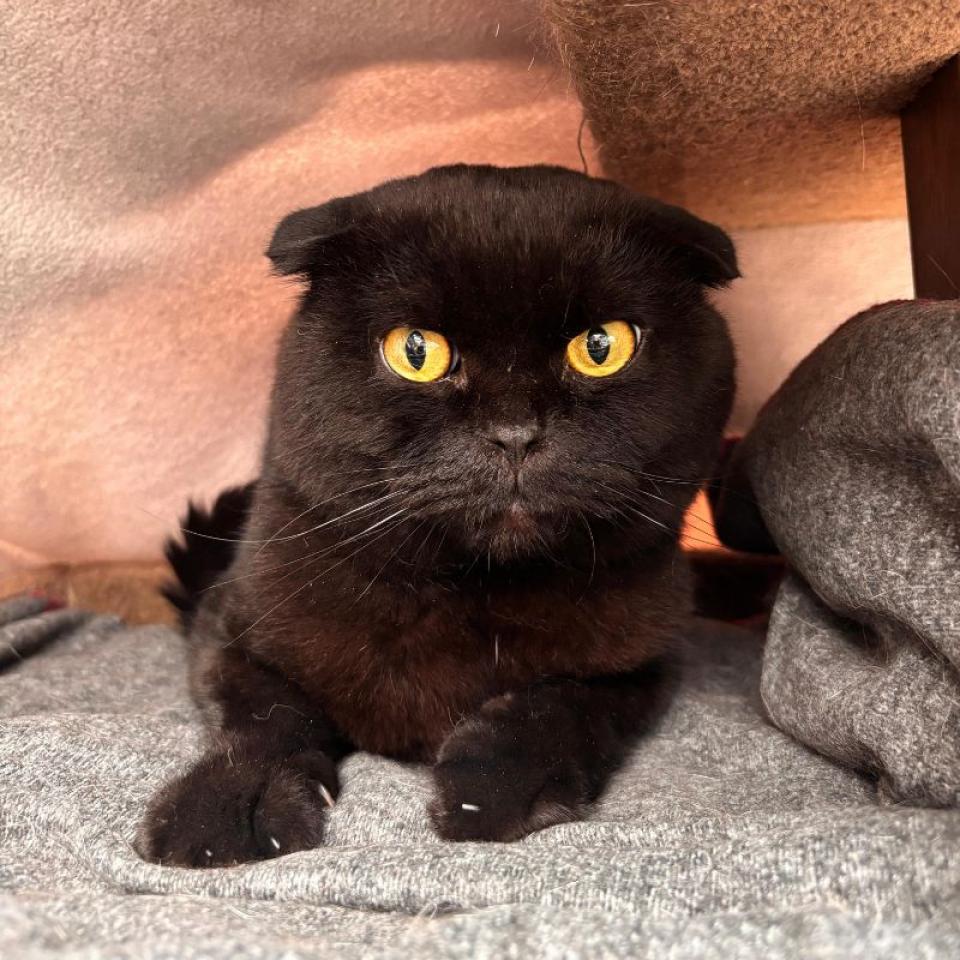Martin – Scottish Fold, männlich, 2 Jahre, 45141 Essen – zur Adoption