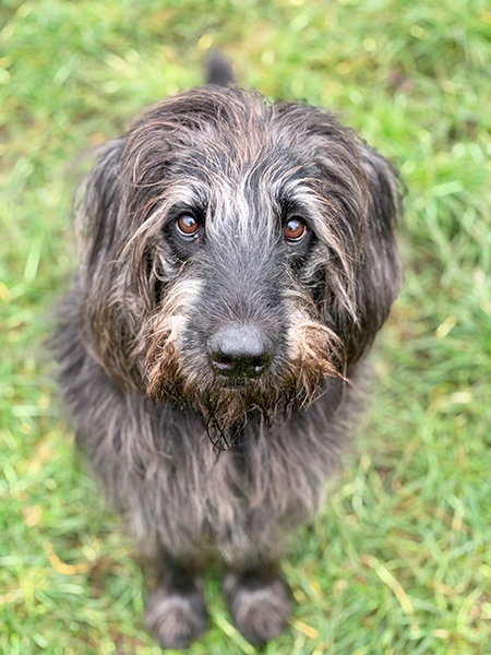 Woody – Riesenschnauzer-Mix, männlich, 11 Jahre, 13057 Berlin – zur Adoption