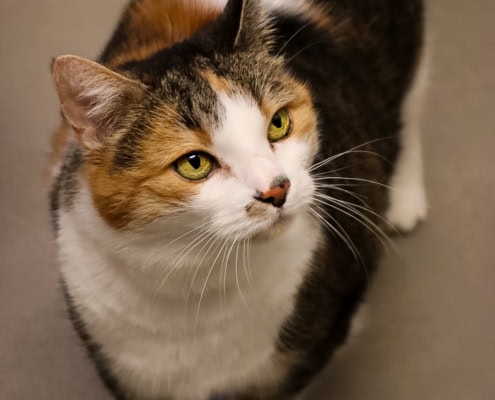 Natti