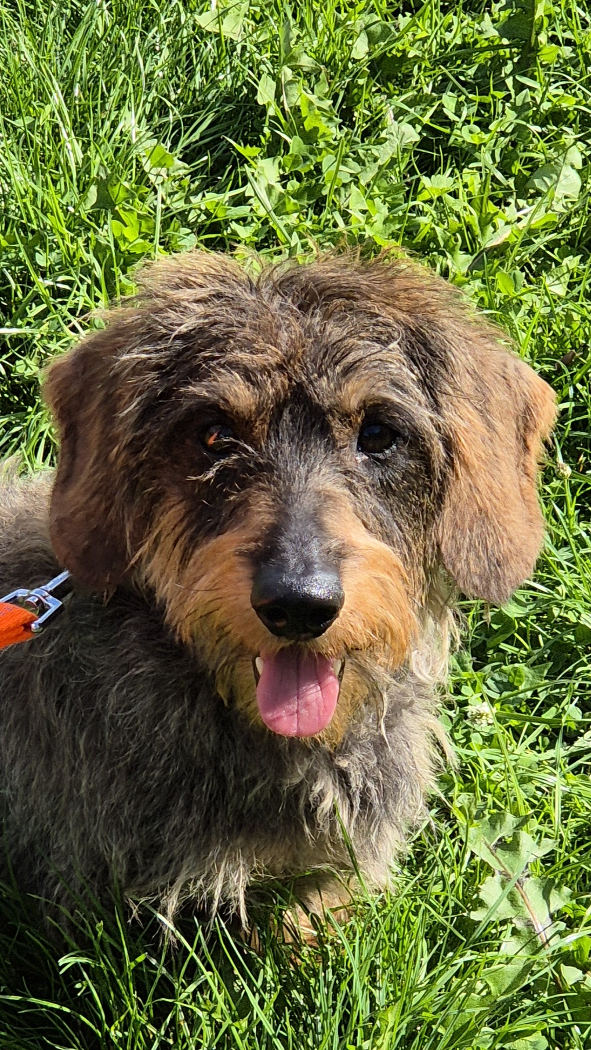 Max – Rauhaardackel, männlich, 5 Jahre, 50969 Köln-Zollstock – zur Adoption