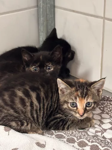 Wasabi, Waffel & Wickie