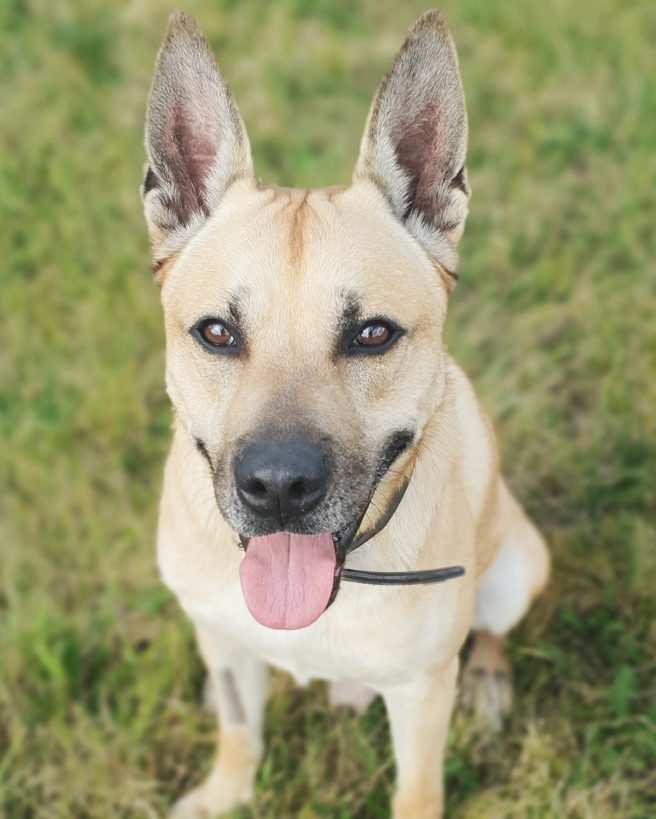 Snacks – Malinois-Mix, männlich, 8 Jahre, 3 Monate, 13057 Berlin – zur Adoption