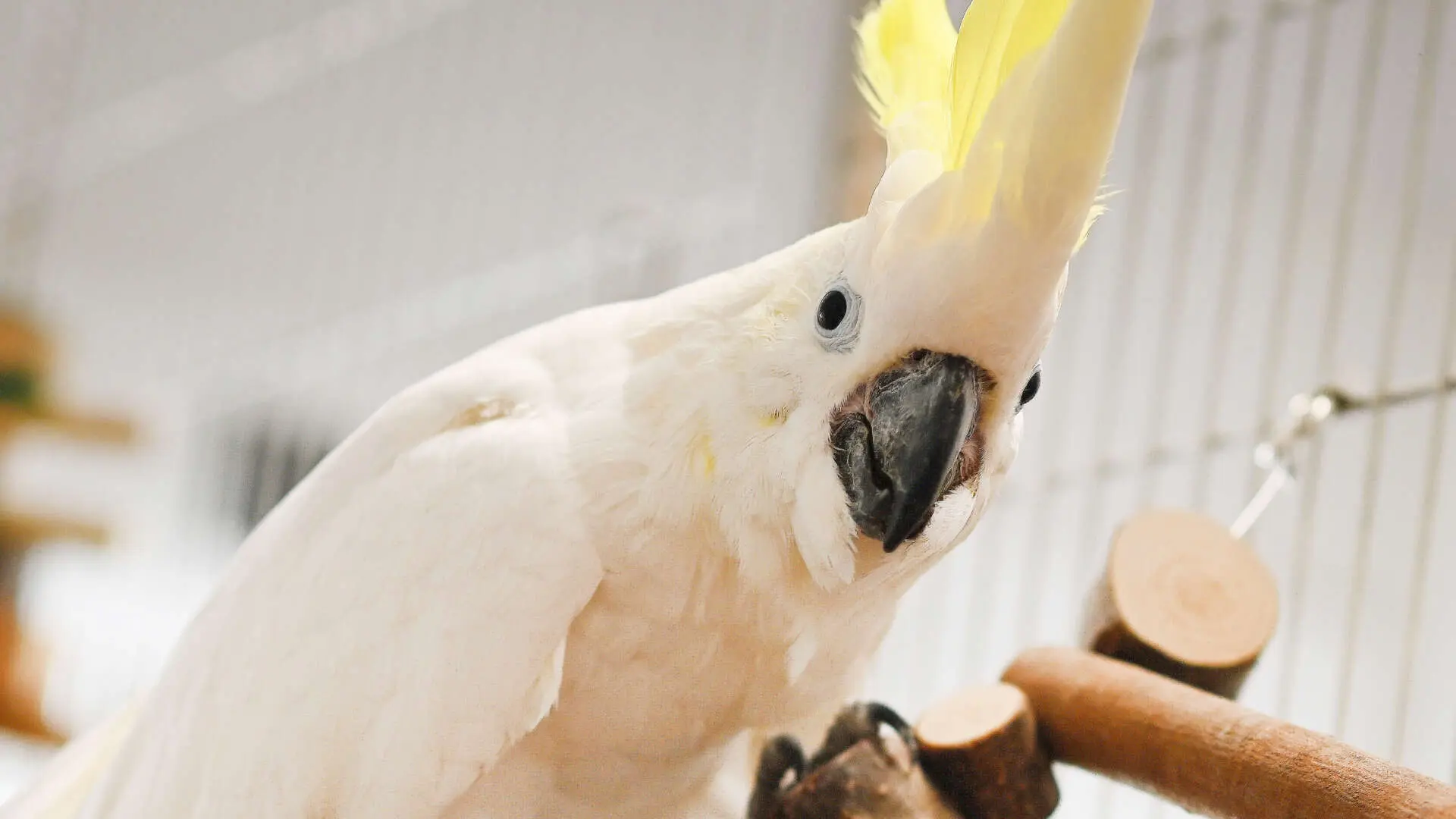 Coco – Großer Gelbhaubenkakadu, männlich, 53 Jahre, 13057 Berlin – zur Adoption