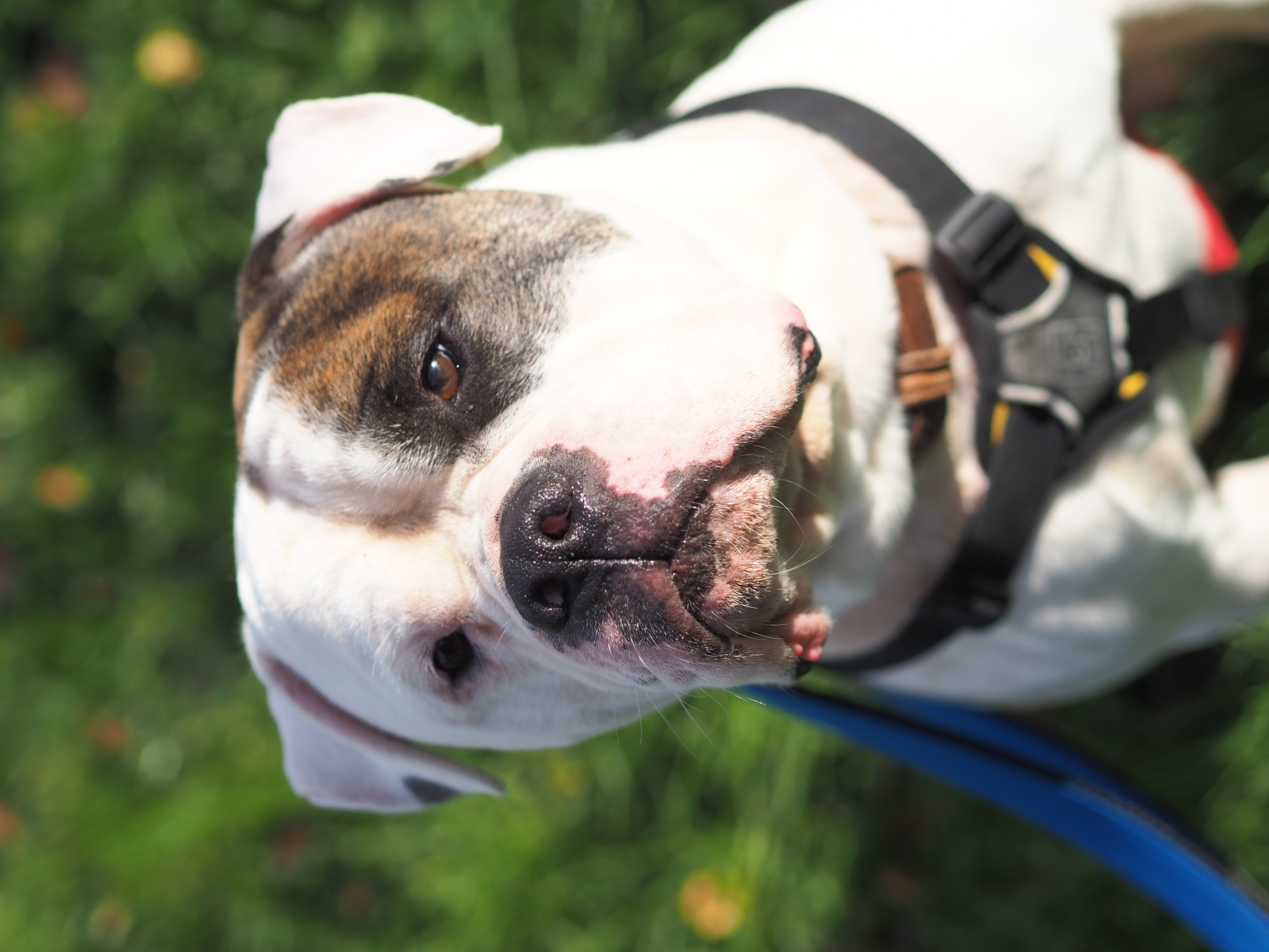 Kurt – American Bulldog-Mix, männlich, 3 Jahre, 3 Monate, 50969 Köln-Zollstock – zur Adoption