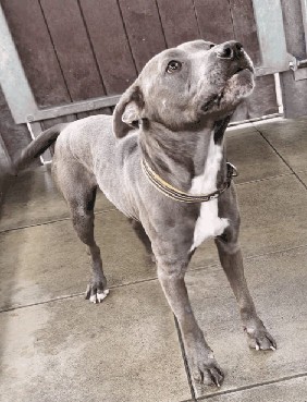 Snapi – Hund, weiblich, 5 Jahre, 70195 Stuttgart-Botnang – zur Adoption
