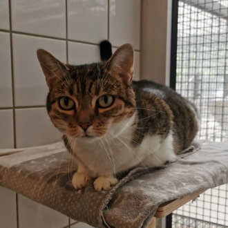 Haze – EKH, weiblich, 6 Jahre, 97074 Würzburg – zur Adoption