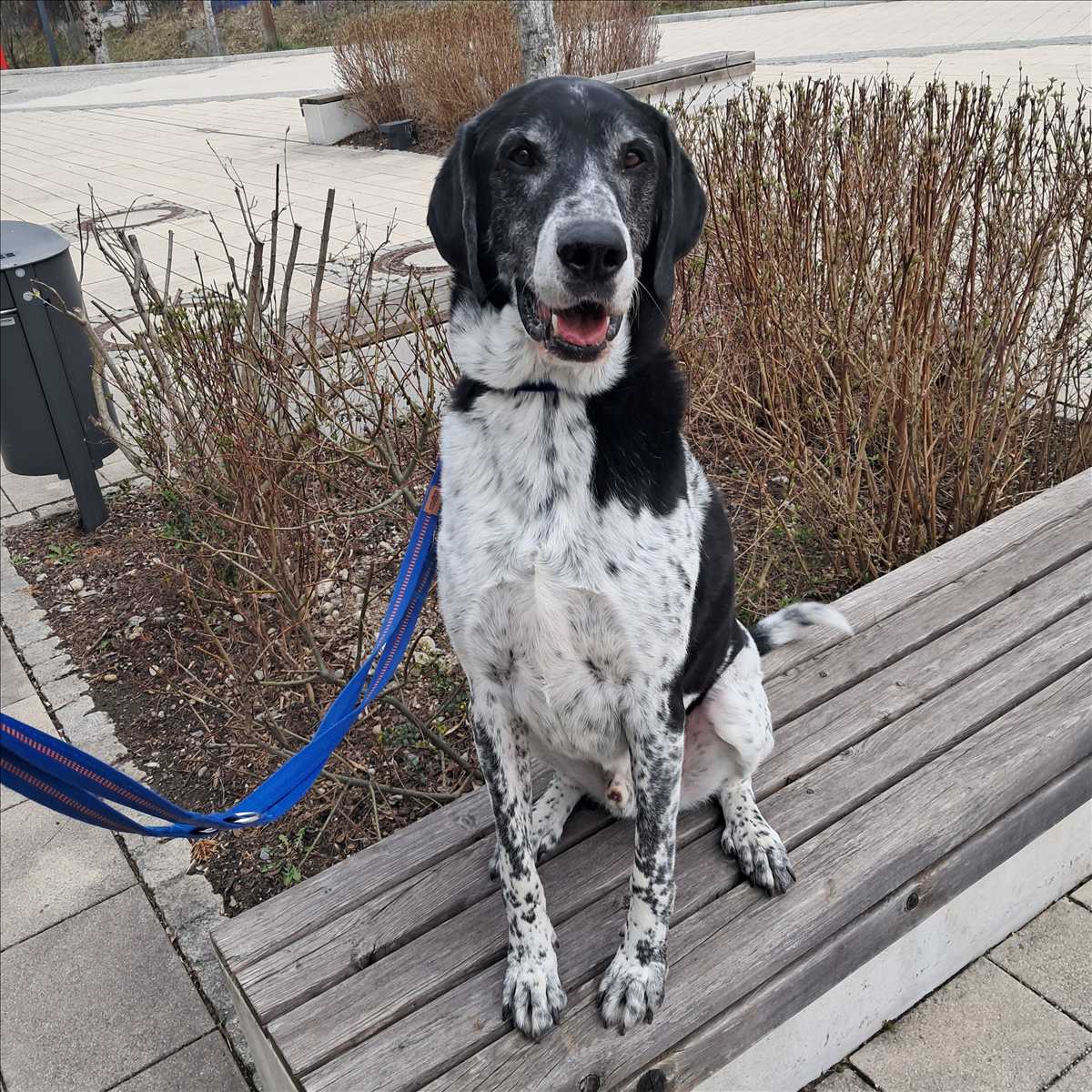 BASTI – Deutsche Dogge, Pointer, männlich, 5 Jahre, 81829 München – zur Adoption