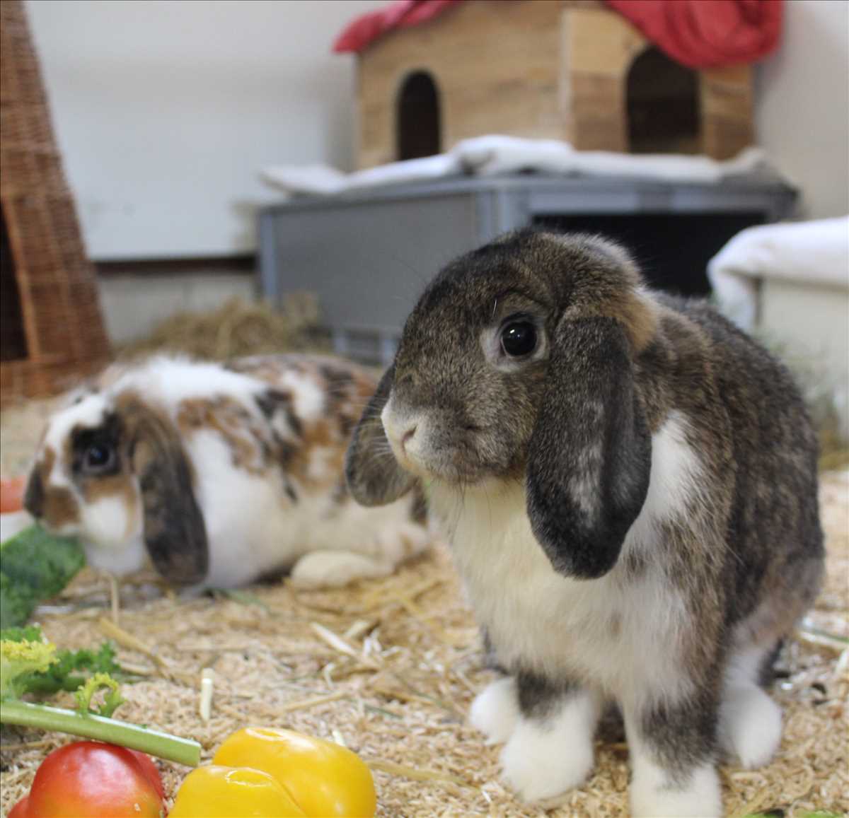 BETZY – Widder, Teddy-Widder, weiblich, 7 Monate, 81829 München – zur Adoption