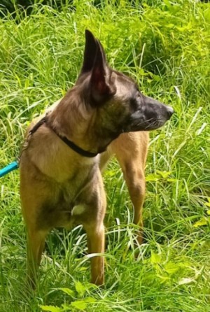 Brienne – Belgischer Schäferhund (Malinois), weiblich, 3 Monate, 70195 Stuttgart-Botnang – zur Adoption