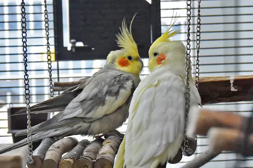 Lukas Und Pat