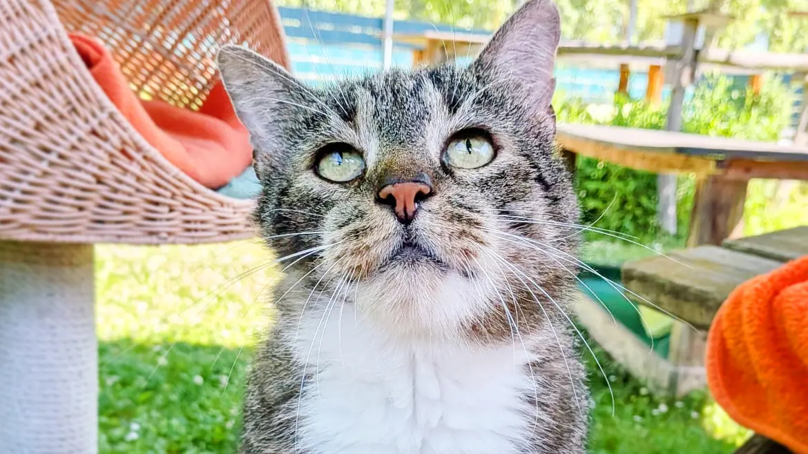 Balu