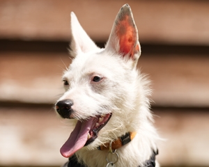 Wilma