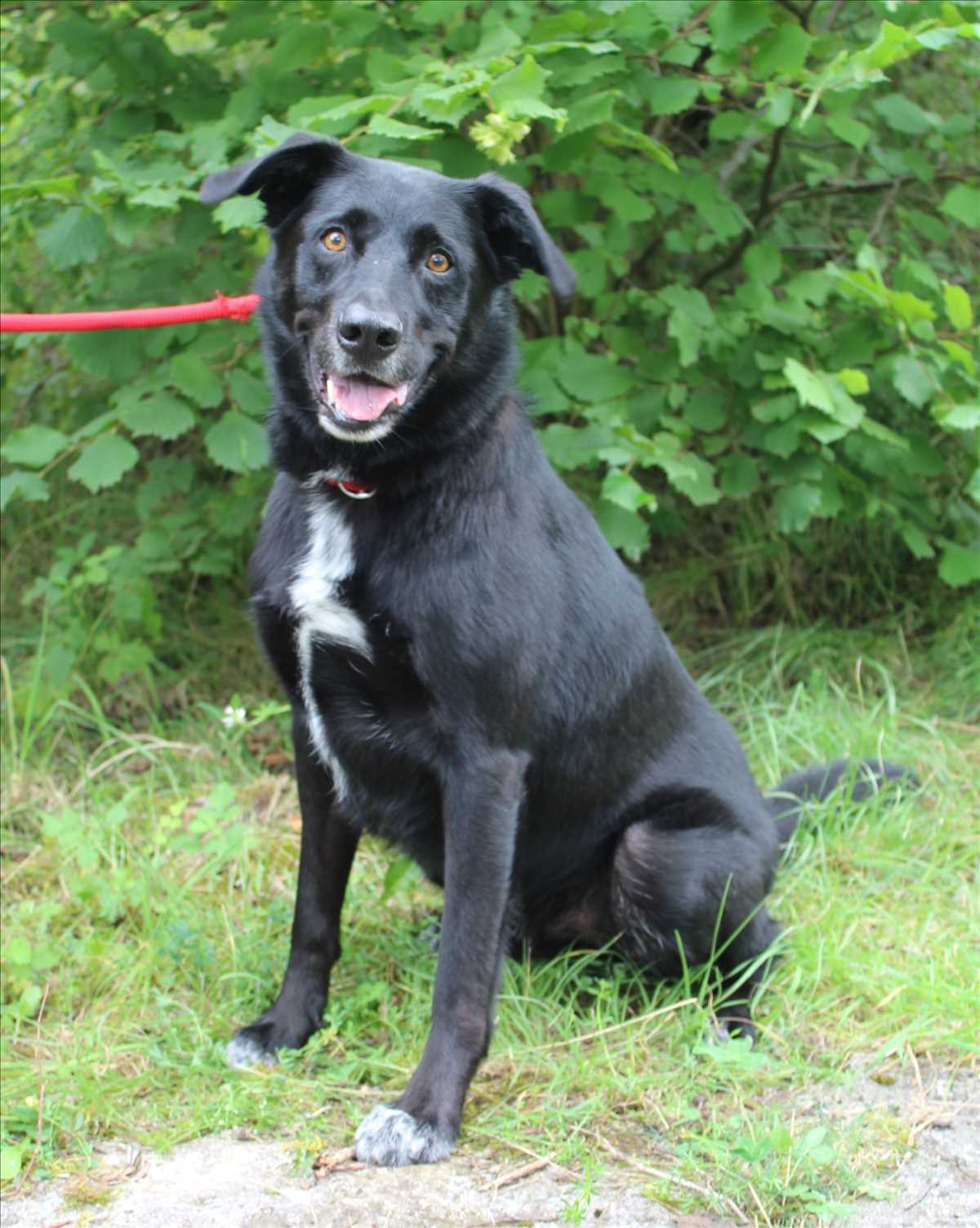 MILOW – Border Collie, Mix / Labrador Mischlingsrüde, männlich, 6 Jahre, 8 Monate, 81829 München – zur Adoption