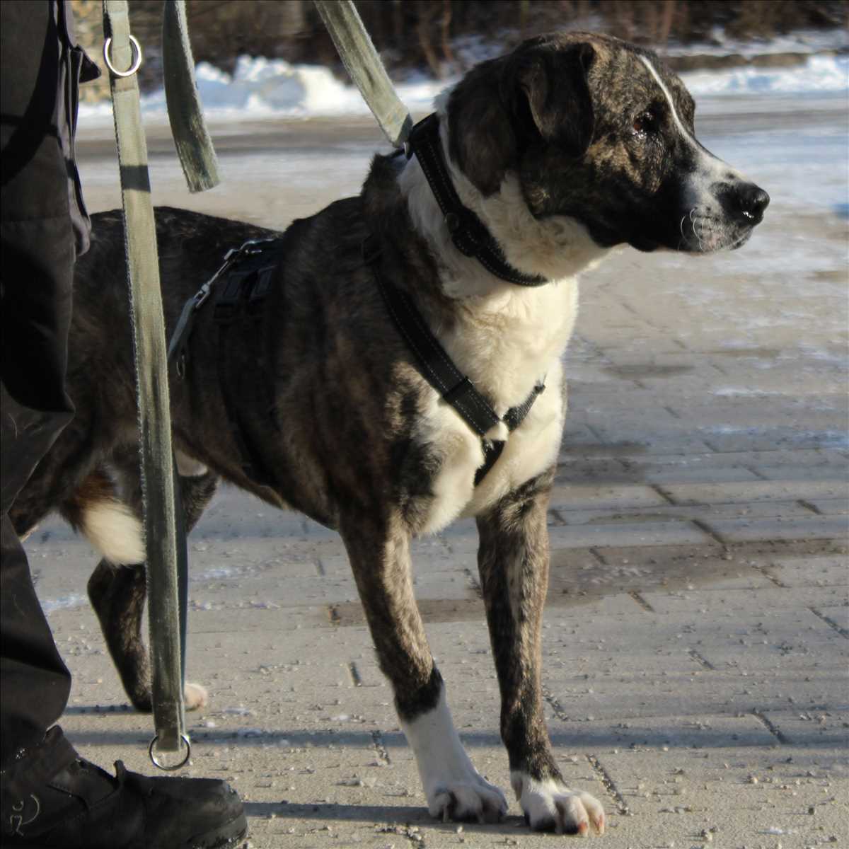 REXY – Mix, männlich, 7 Monate, 81829 München – zur Adoption