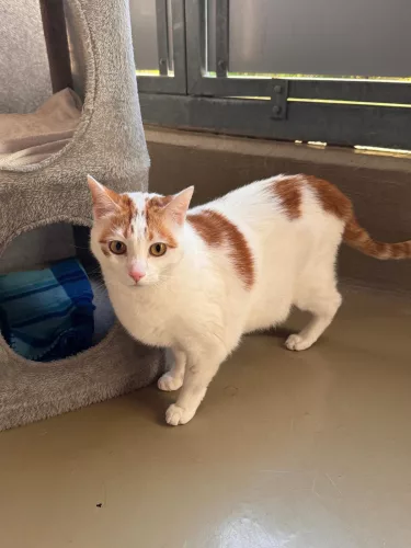 Nala – EKH, weiblich, 3 Jahre, 26389 Wilhelmshaven – zur Adoption
