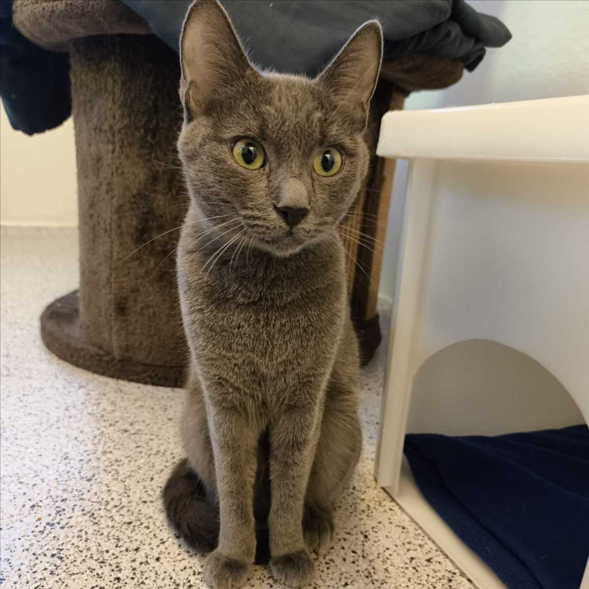 DULCINEA – Europäisch Kurzhaar, weiblich, 1 Jahr, 81829 München – zur Adoption