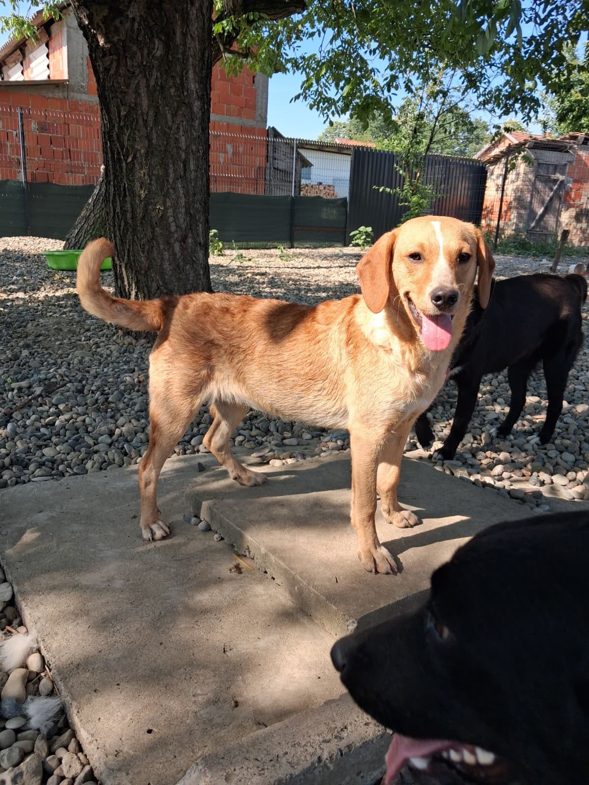 Rino – Hund, männlich, 6 Monate, Nordic Strays e.V. – zur Adoption