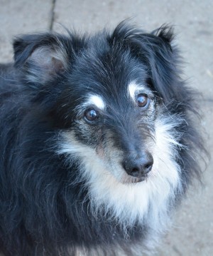 Niko – Schnauzer-Mix, männlich, 8 Jahre, 3 Monate, 70195 Stuttgart-Botnang – zur Adoption
