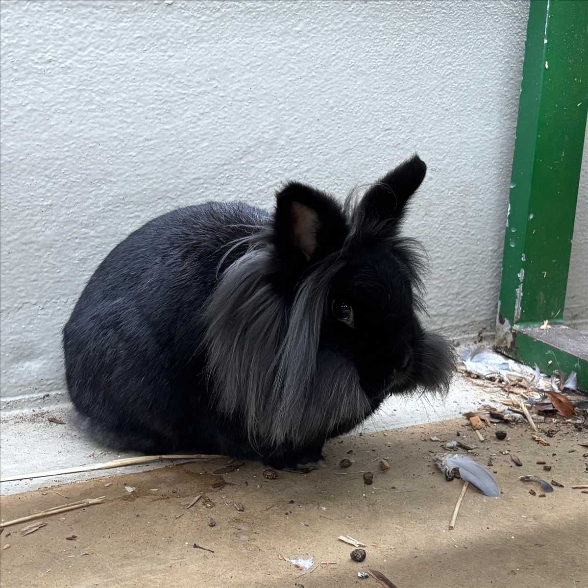 Ruby – Widderkaninchen, weiblich, 4 Jahre, 81829 München – zur Adoption