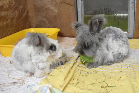 Abby – Angorakaninchen, weiblich, 11 Monate, 90537 Feucht – zur Adoption