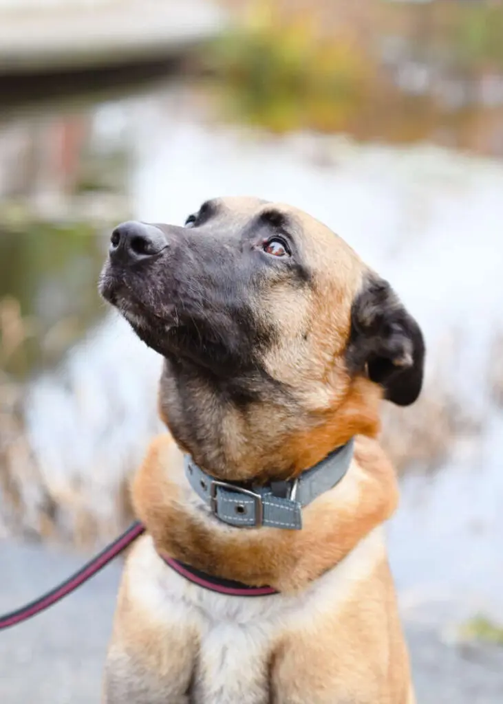 Joker – Malinois, männlich, 4 Jahre, 5 Monate, 13057 Berlin – zur Adoption