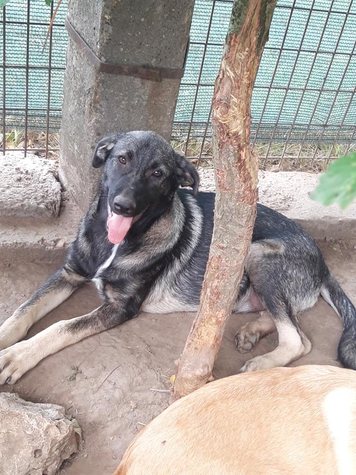 Herbie – Hund, männlich, 50823 Köln – zur Adoption