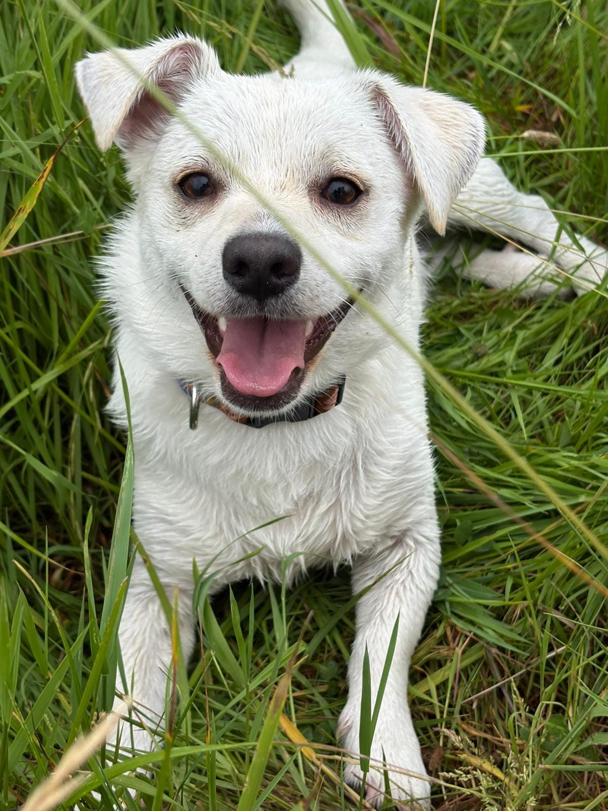 Milow