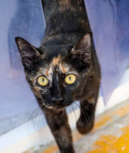 Gertrudis – EKH, weiblich, 1 Jahr, 65520 Bad Camberg – zur Adoption