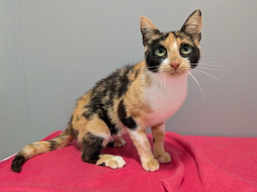 Maple – Katze, weiblich, 32758 Detmold – zur Adoption