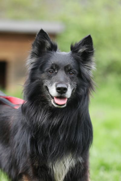 Fukano – Border Collie/Schäferhund-Mix, männlich, 5 Jahre, 13057 Berlin – zur Adoption