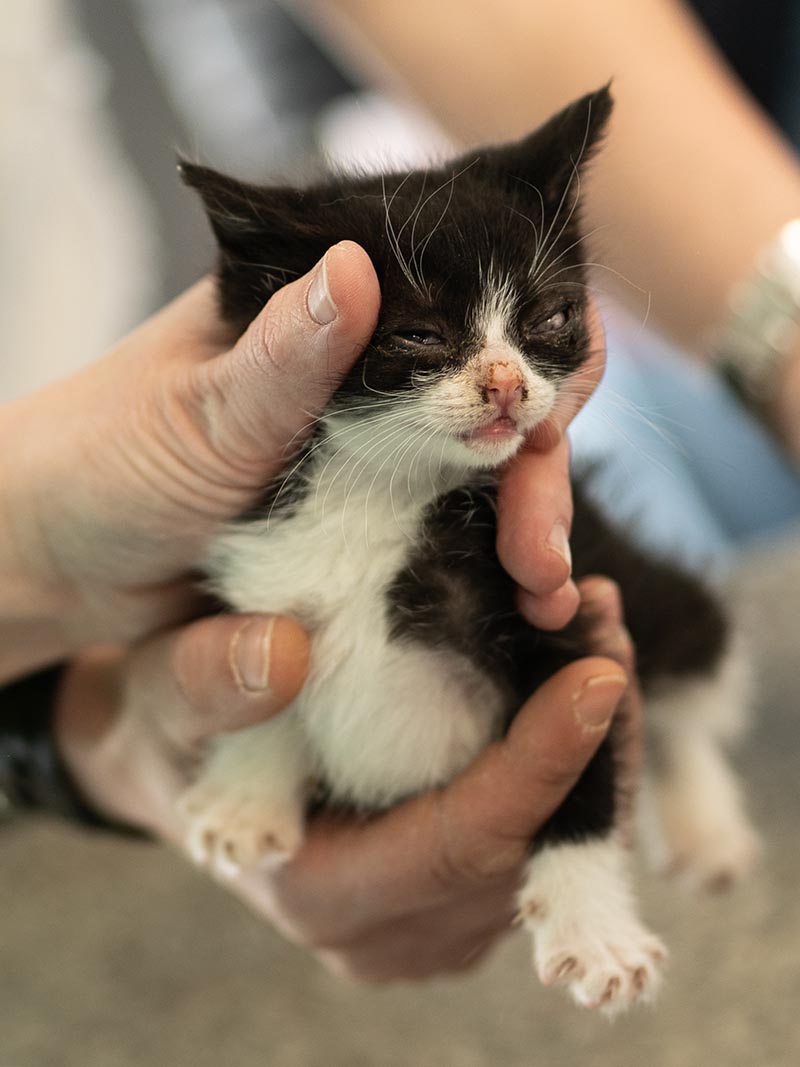 Bestie Split – Hund, männlich, Nordic Strays e.V. – zur Adoption
