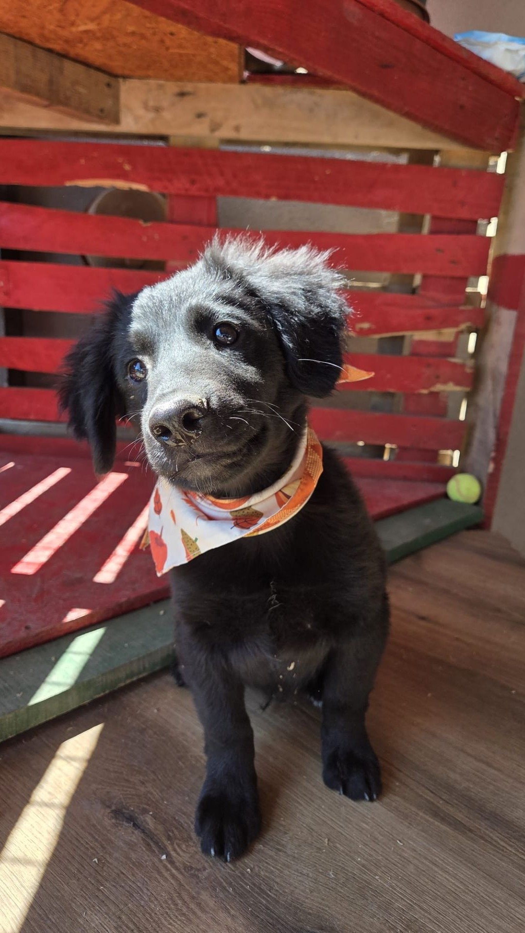 Lupo – Kroat.Schäferhund-Mischling, männlich, 3 Monate, Nordic Strays e.V. – zur Adoption