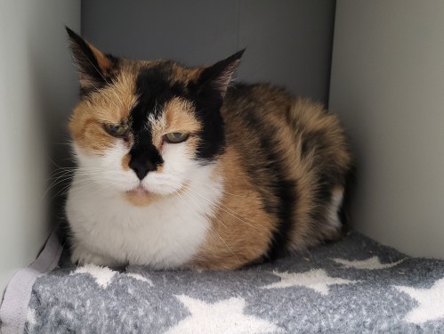 Sina – Katze, männlich, 5 Jahre, 32758 Detmold – zur Adoption