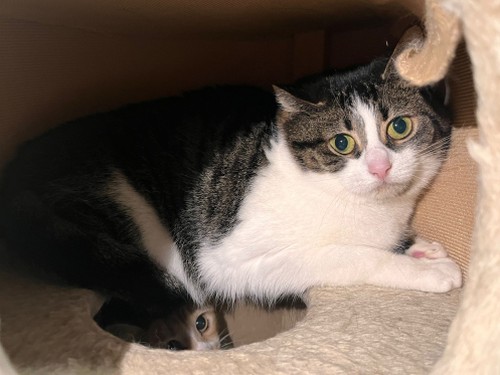 Murka – Katze, männlich, 32758 Detmold – zur Adoption