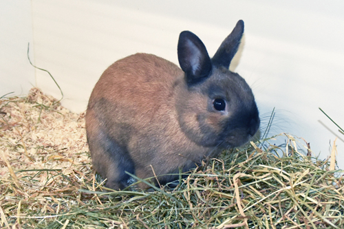 Twix – Zwergkaninchen, männlich, 5 Monate, 90537 Feucht – zur Adoption
