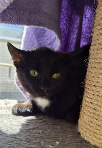 Jana – Europäisch Kurzhaar, weiblich, 97525 Schwebheim – zur Adoption