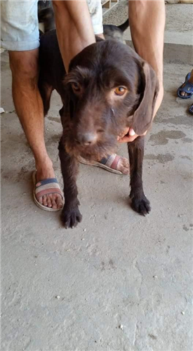Marten – Hund, männlich, 50823 Köln – zur Adoption